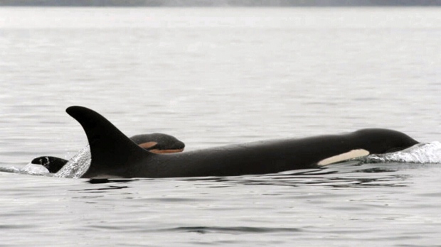 Baby orca discovery stuns researchers