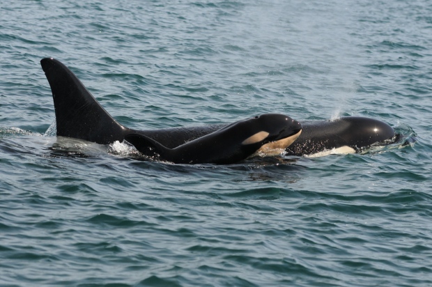 5th new orca calf spotted off B.C. coast