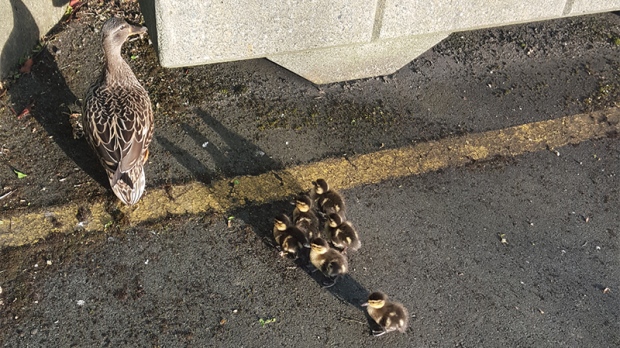 trapped ducklings