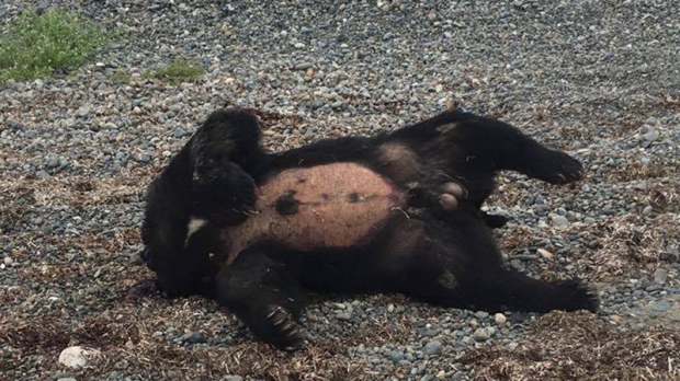 decapitated bear haida gwaii