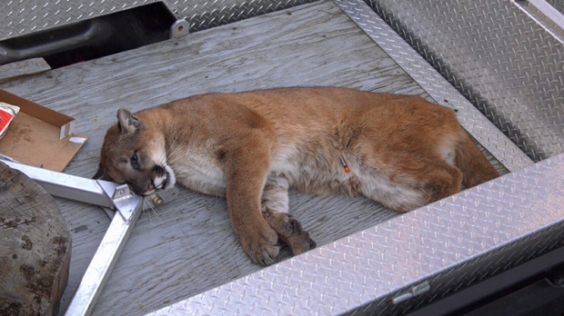 cougar tranquilized