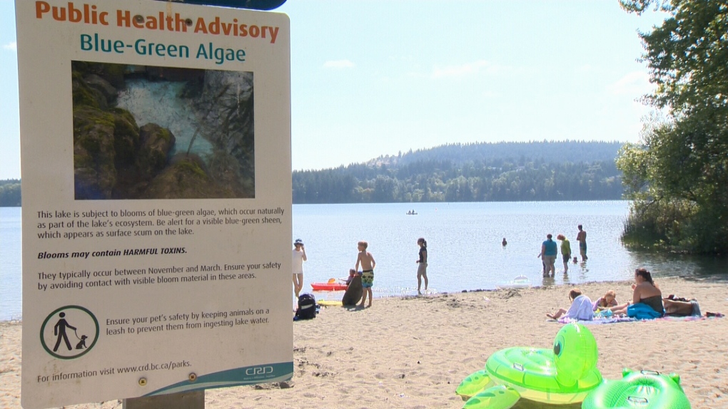Ingesting water containing the blue-green algae may cause a range of symptoms, including headaches and abdominal pain in humans and can lead to lethal liver damage in dogs. August 3, 2016 (CTV Vancouver Island)