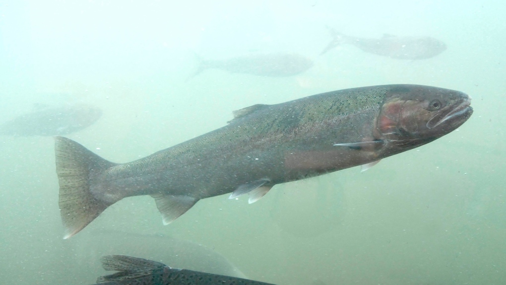 In this photo taken Oct. 19, 2016, a steelhead salmon moves through the fish ladder at the Lower Granite Dam on the Snake River in Washington state. (Jesse Tinsley / The Spokesman-Review via AP)