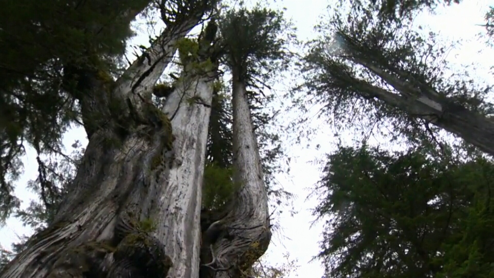An old growth tree is pictured in this undated CTV News file photo. 