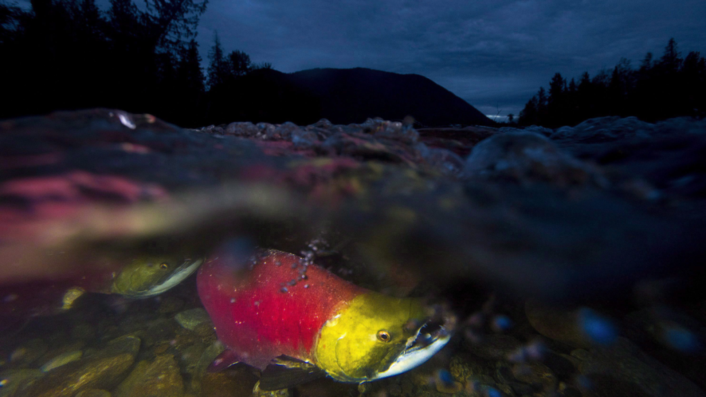 Spawning sockeye salmon are seen making their way up the Adams River in Roderick Haig-Brown Provincial Park near Chase, B.C., on October 13, 2014. (Jonathan Hayward / THE CANADIAN PRESS)