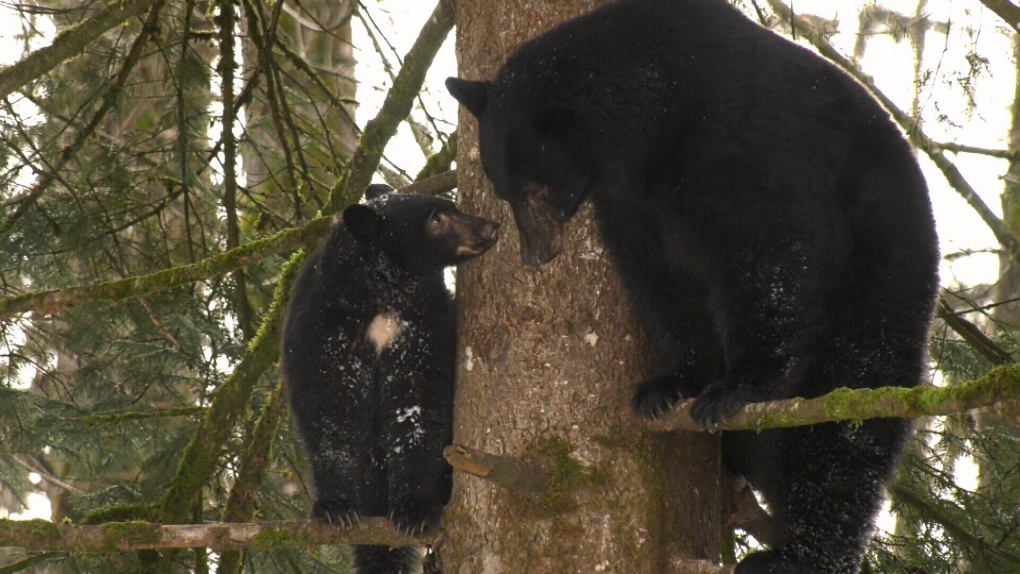 A mother bear and its cub are seen on Vancouver Island. Jan. 17, 2020. (CTV News)
