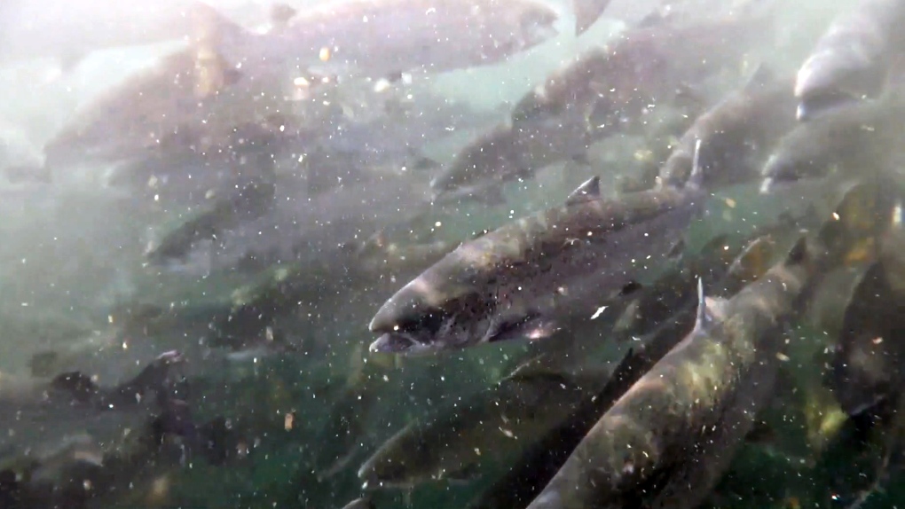 Salmon are seen at a fish farm in Clayoquot Sound, a waterway on the west coast of Vancouver Island. (Source: Clayoquot Action)