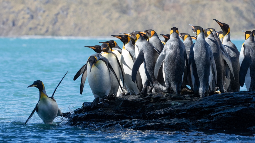 Described as “never-before-seen footage,” the film swims alongside seals, experiences the continent’s vast penguin colonies and witnesses the largest congregation of fin and humpback whales ever filmed.