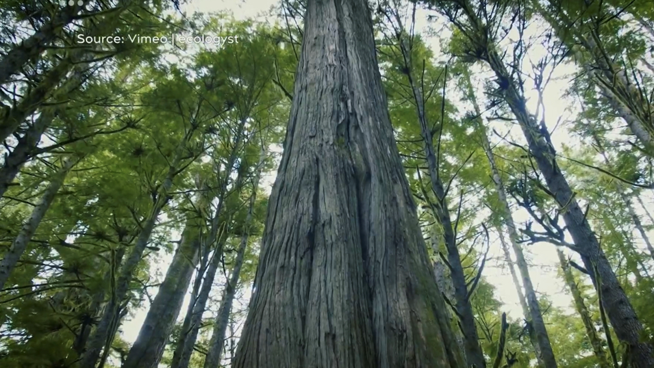 A stand of old growth forest on Vancouver Island as seen in “Before They Fall.” (Source: Ecologyst Films)