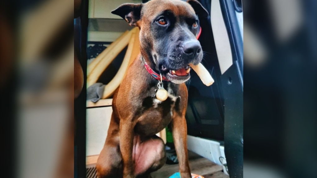 Police describe the lost dog as a brown pit bull named Camper. The dog wears a pink collar and was last seen in the 700 block of Government Street shortly after the incident, police said. (Victoria Police Department)
