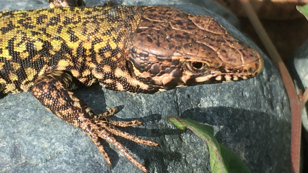Originally from Central Italy, at least 12 common wall lizards were released from a small private zoo on Vancouver Island in 1970.