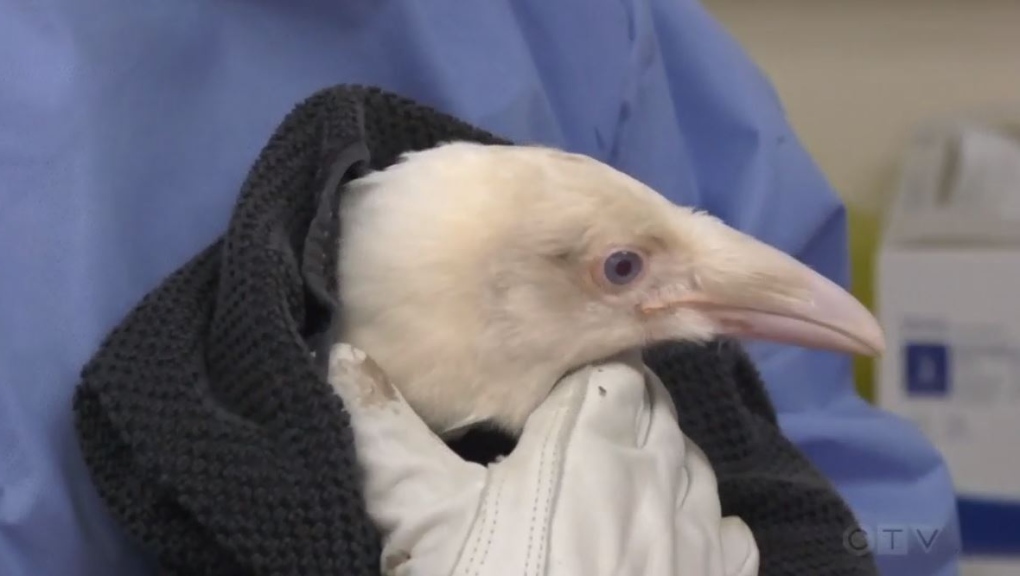 B.C. white raven meets public at Vancouver Island rescue centre | CTV News