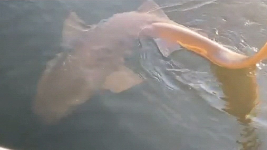 Fisherman reels in sixgill shark off Nanaimo, B.C.
