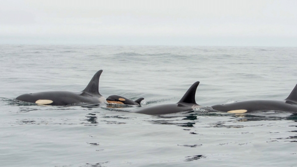 Dosed salmon, clipped fins, a 'dinner bell': How far is too far in helping  starving orca?