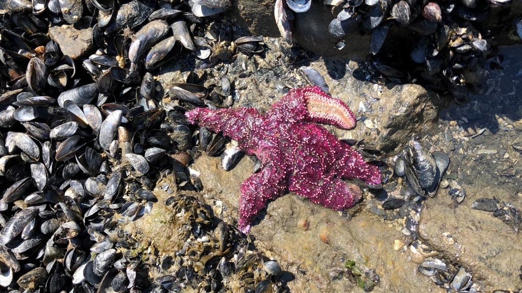 Sea stars have been wasting away since 2013 and studies have shown this could be due to bacteria or a virus that thrives in warm waters. (Chris Harley)