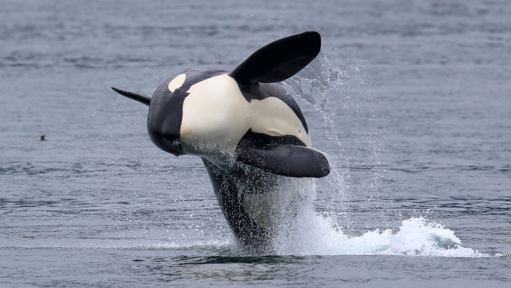 A breaching Bigg's killer whale, known as T37A or "Volker." (Bart Rulon, Puget Sound Express, PWWA)