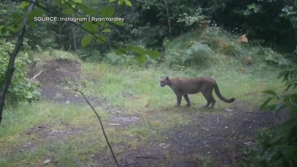 Trail Camera Offers Close-up Look At Cougar In B.C. | CTV News