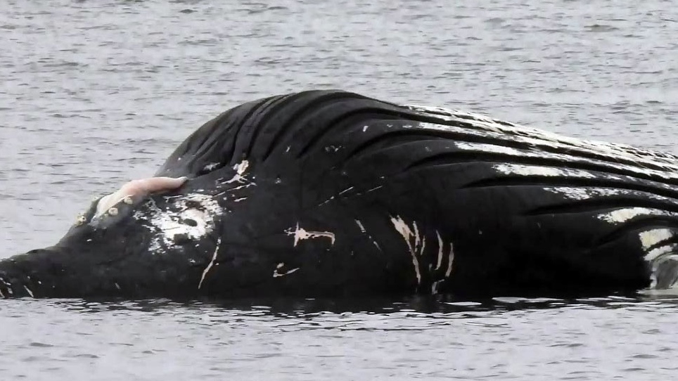 Humpback whale found dead off Haida Gwaii was struck by vessel | CTV News