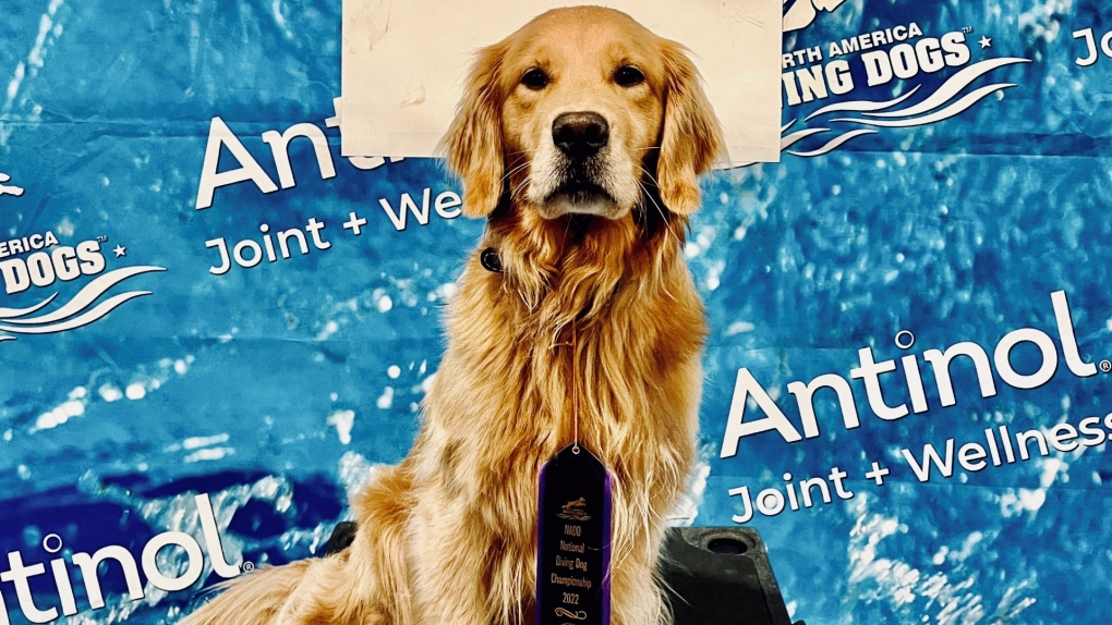 Vancouver Island canine wows at North American diving championships