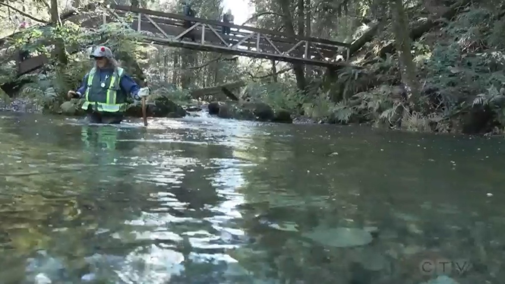 Stamp falls, Port Alberni. The end show the salmon on the salmon cam!