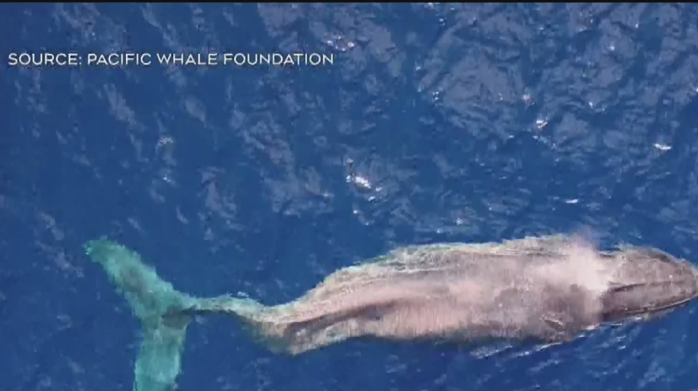 PTZtv on X: Pod of whales spotted few miles west of CocoCay in