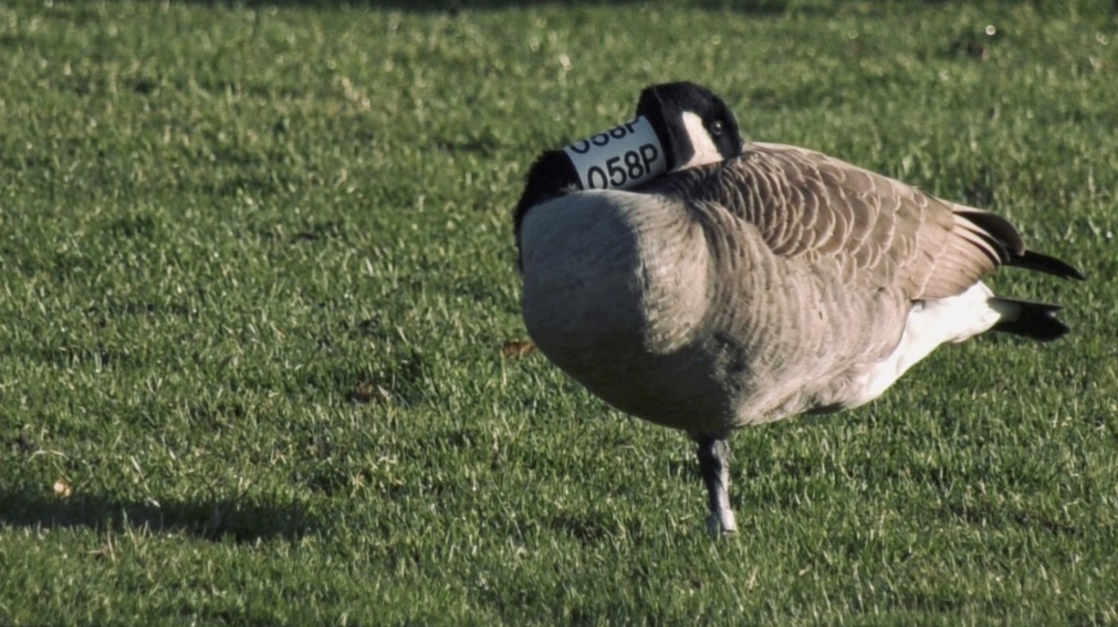Researchers at Vancouver Island University are baffled that a Canada goose they tagged five years ago has been spotted nearly 3,000 kilometres away in Chicago.