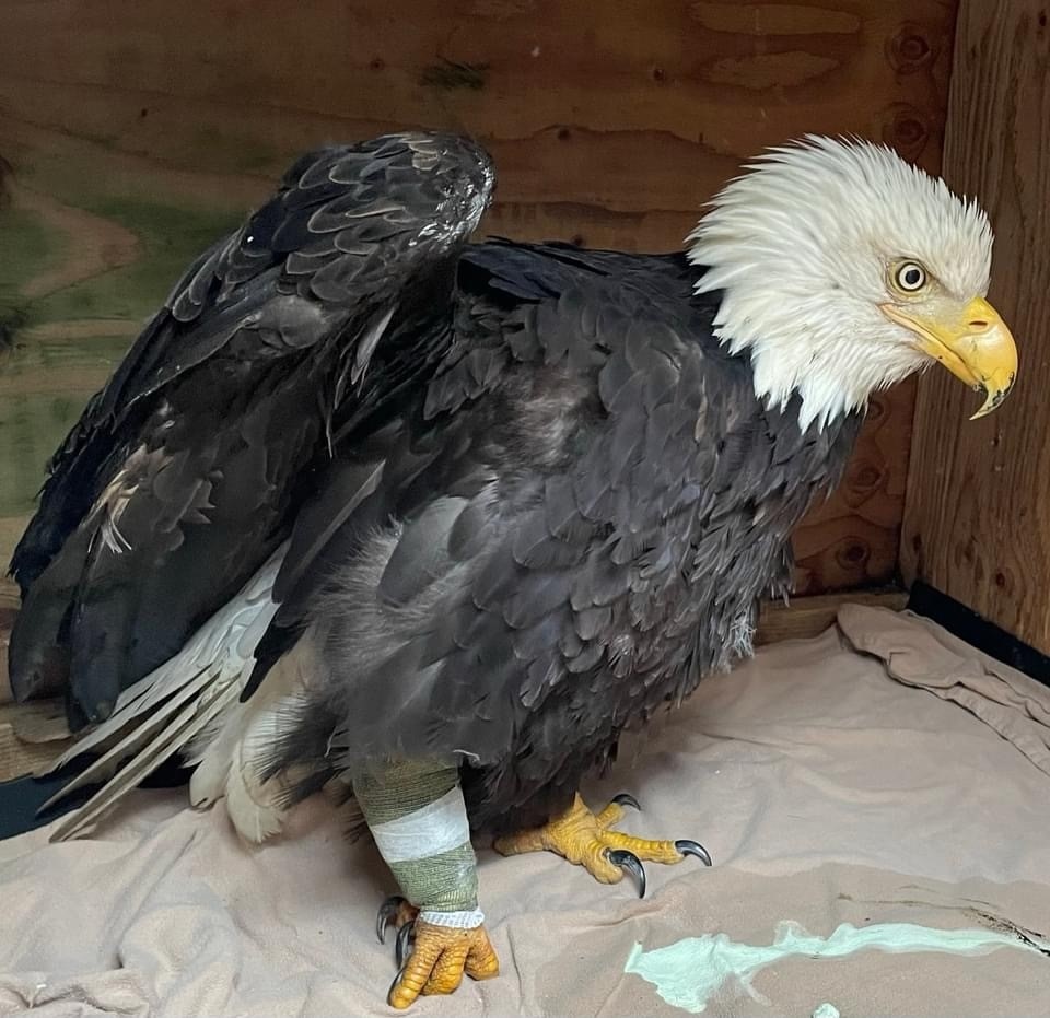 A wild eagle paid these fishermen a visit and hung out for five minutes -  North Shore News