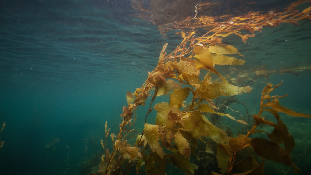 Kelp is pictured off Port Hardy, B.C. (iStock)