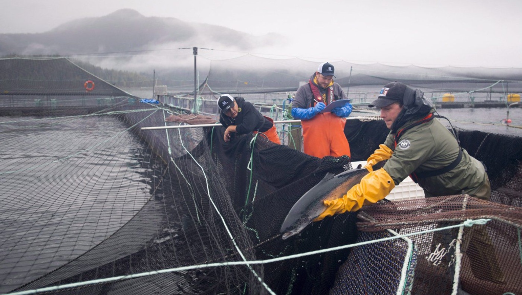 Aquatic science biologist Shawn Stenhouse releases an Atlantic salmon back into its tank during a Fisheries Department health audit at the Okisollo fish farm near Campbell River, B.C. Wednesday, Oct. 31, 2018. (THE CANADIAN PRESS /Jonathan Hayward)