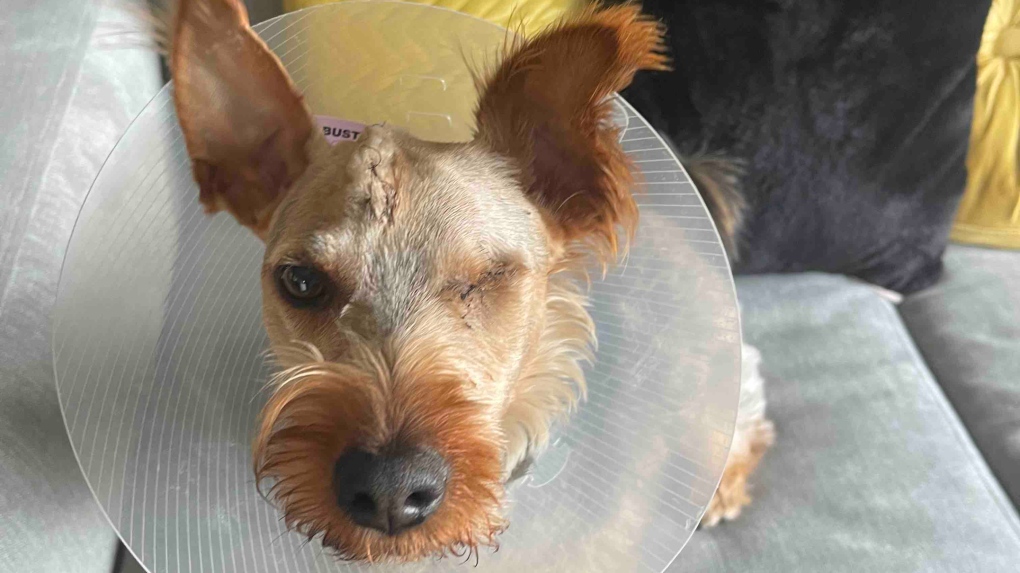 Since the attack, Oakey has had surgery to remove his left eye and to remove three bone fragments from his brain. (GoFundMe)
