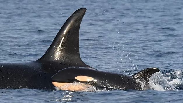 Researchers say the new calf's sex is unknown but the orca appears to be in good physical condition. (Center for Whale Research)