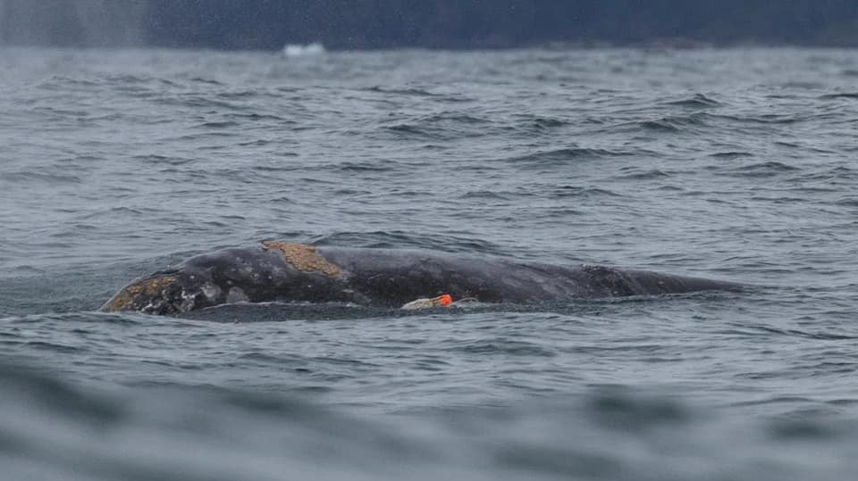 Fisheries and Oceans Canada was alerted to the issue Thursday afternoon after a group of whale-watching operators spotted and photographed the distressed mammal. (photo by Mark Sawyer, shared by Whales of Clayoquot & Barkley/Facebook)