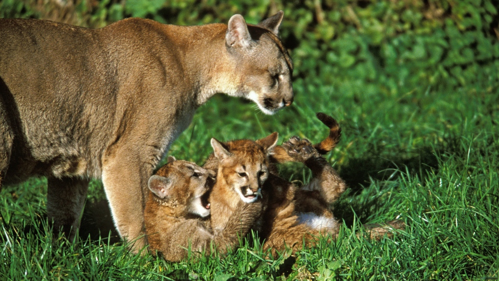 A cougar and its cubs are pictured in this file photo. (iStock)
