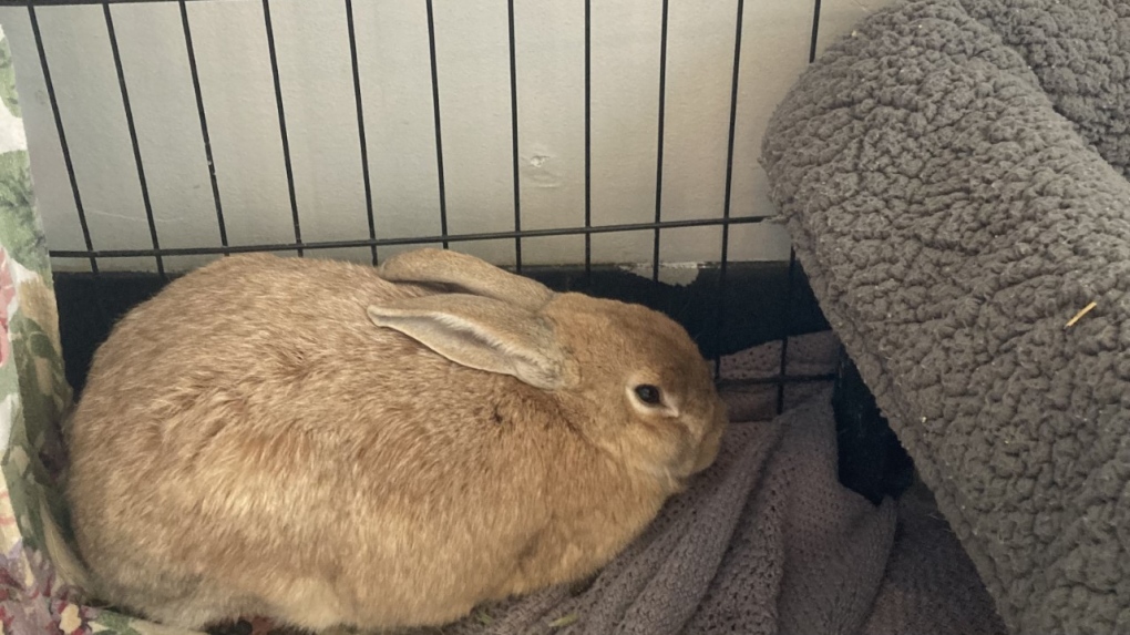 Some 22 rabbits were surrendered to the Victoria SPCA at one time. (SPCA)