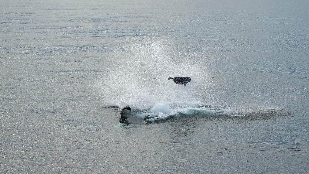 Sheree Adams photographed a pair of orcas hunting a seal near Campbell River, B.C. (Sheree Adams/Submitted)