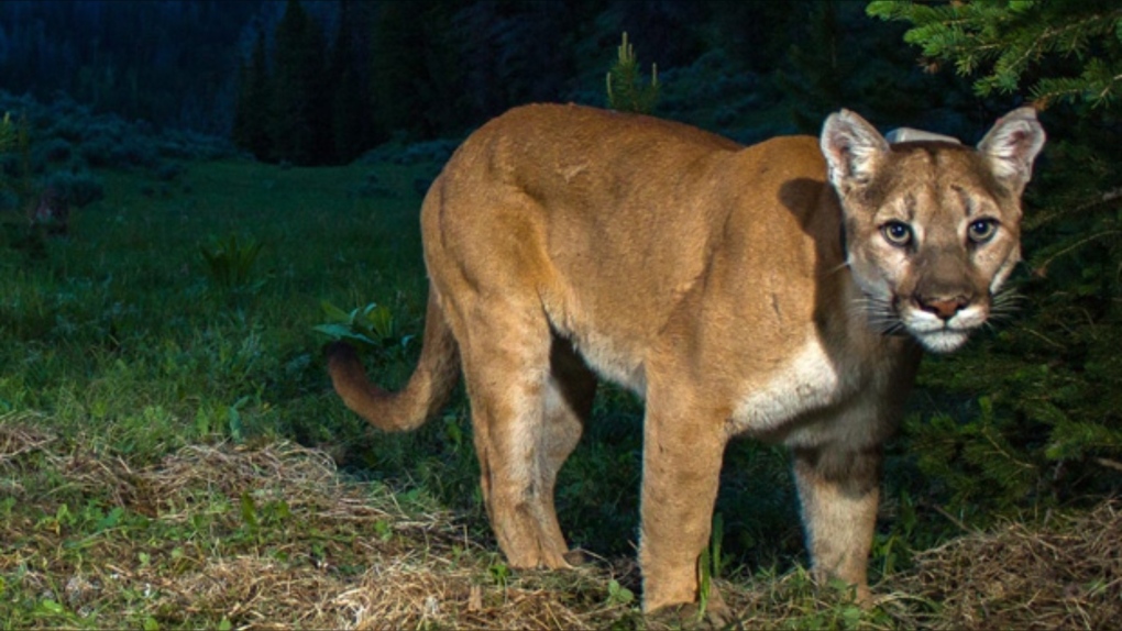 (AP Photo/Teton Cougar Project-Panthera, Neil Wight)
