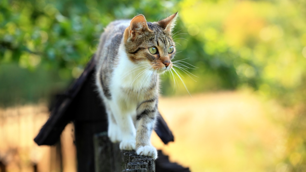 The cat netted its owner a $150 fine. (iStock)
