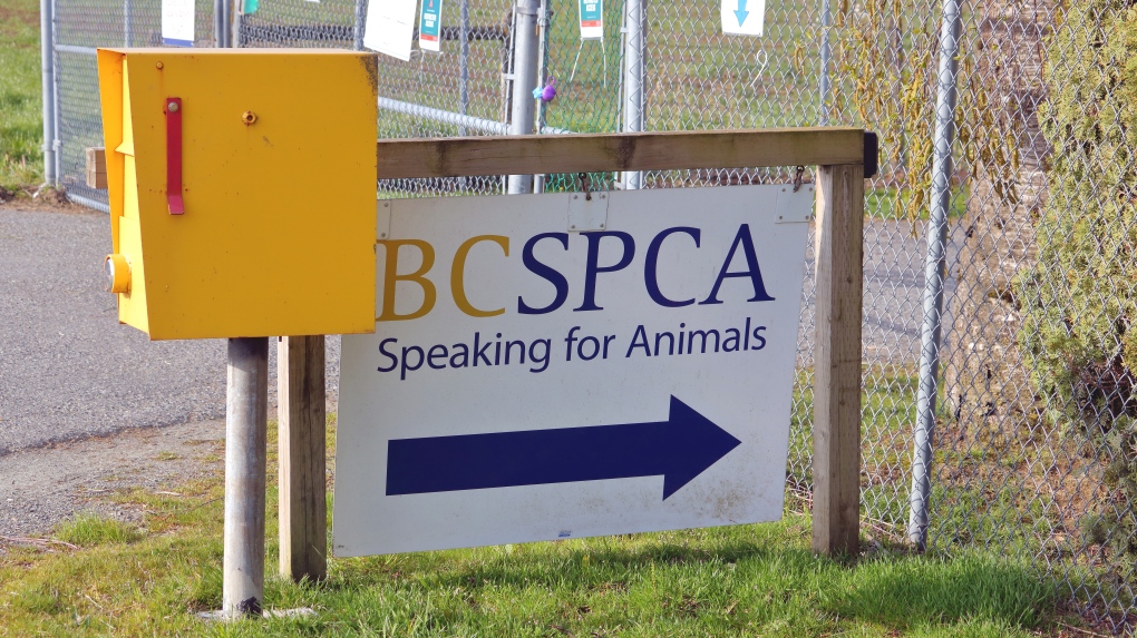 A BC SPCA sign is seen in this undated image. (Shutterstock)