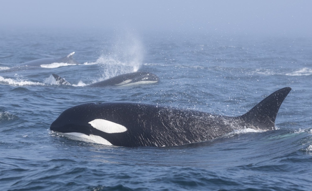 معركة شرسة بين سرب حيتان الأوركا واثنين من الحيتان الحدباء