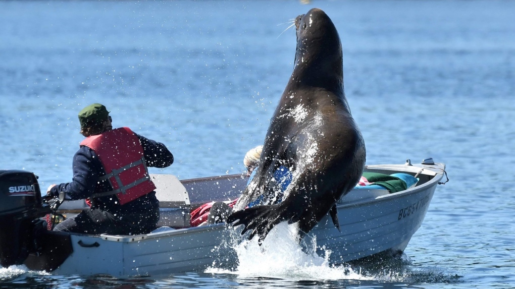 Sea lion leaps on boat to escape killer whales in B.C. | CTV News