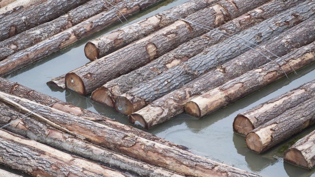 Logs are pictured in the waters of the Fraser River in Richmond, B.C., Tuesday, April 25, 2017. (THE CANADIAN PRESS/Jonathan Hayward)