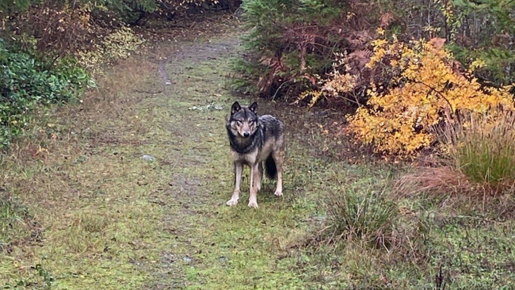 A large wolf-dog mix-breed is shown in this Nov. 10, 2023 handout photo in the Coombs area of Vancouver Island, B.C. Residents in southeastern Vancouver Island are being asked to keep an eye out for a large wolf-dog mix-breed that has been wandering around for nearly two months but skilfully avoiding all attempts to trap it. THE CANADIAN PRESS/HO, Find Lost and Escaped Dogs 