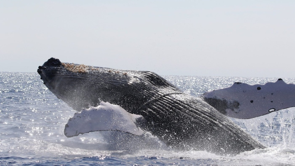 This photo provided by the National Oceanic and Atmospheric Administration shows a humpback whale after is was entangled in heavy line and freed off Hawaii on March 15, 2022. (Pacific Whale Foundation/NOAA via AP, File)