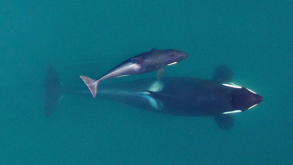 This Sept. 2015, photo provided by NOAA Fisheries shows an aerial view of adult female Southern Resident killer whale (J16) swimming with her calf (J50). (NOAA Fisheries/Vancouver Aquarium via AP, File)