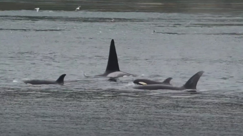 Video memperlihatkan orca berenang di atas kapal BC Ferries