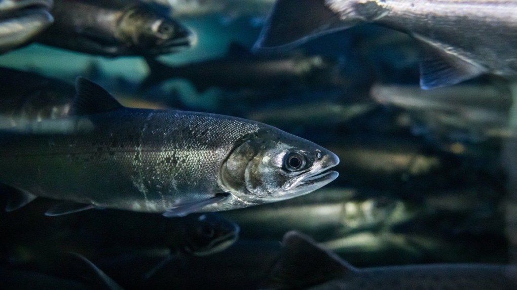 Coho salmon swim at the Fisheries and Oceans Canada Capilano River Hatchery, in North Vancouver, on Friday July 5, 2019. A first-of-its kind study in British Columbia suggests salmon hatcheries could improve survival rates by optimizing the weight of the juvenile fish and the timing of their release. THE CANADIAN PRESS/Darryl Dyck