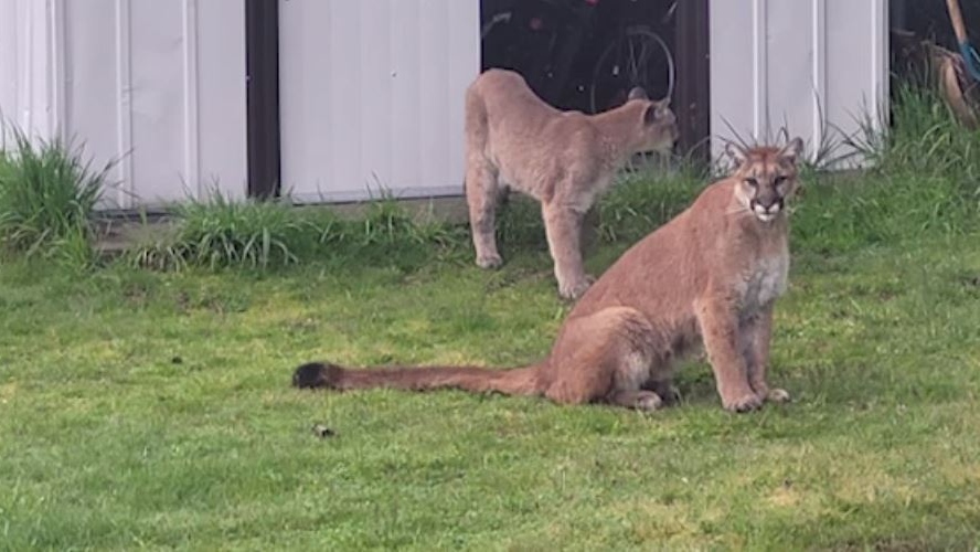 Colwood cougar encounters prompt warning from B.C. conservation