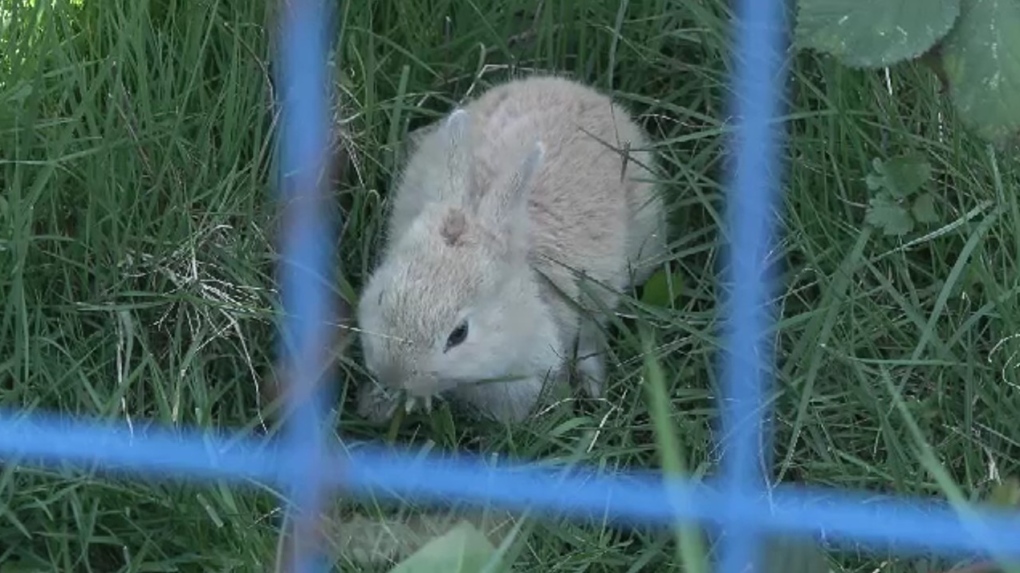 Amy's Bunny Barn