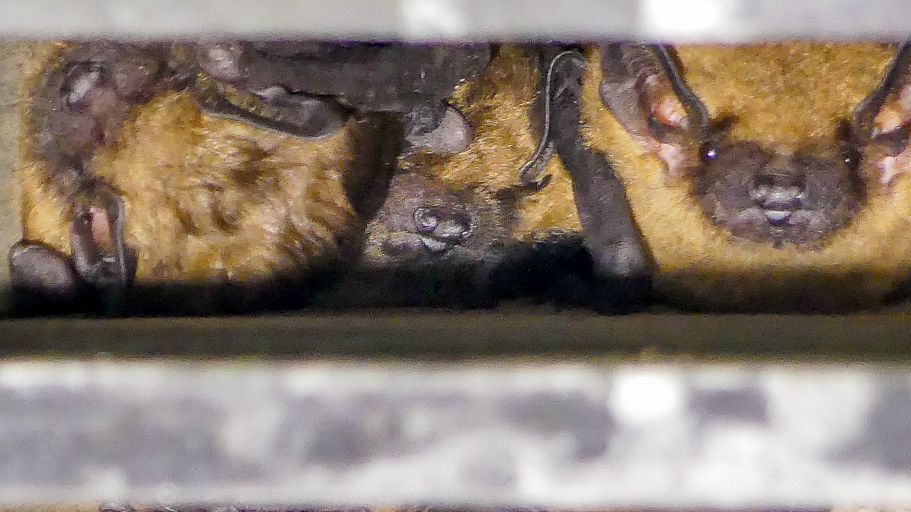 B C Bat Count Returns For 2023 Volunteers Wanted CTV News   Bats 1 6404394 1684427031687 