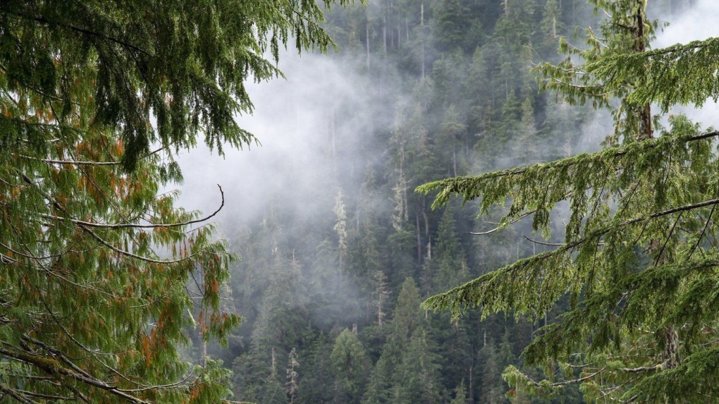 Clouds move among the forest near Port Renfrew, B.C. Tuesday, Oct. 5, 2021. (THE CANADIAN PRESS/Jonathan Hayward)